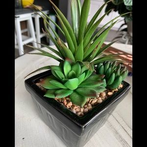 Succulents in Black Square Container